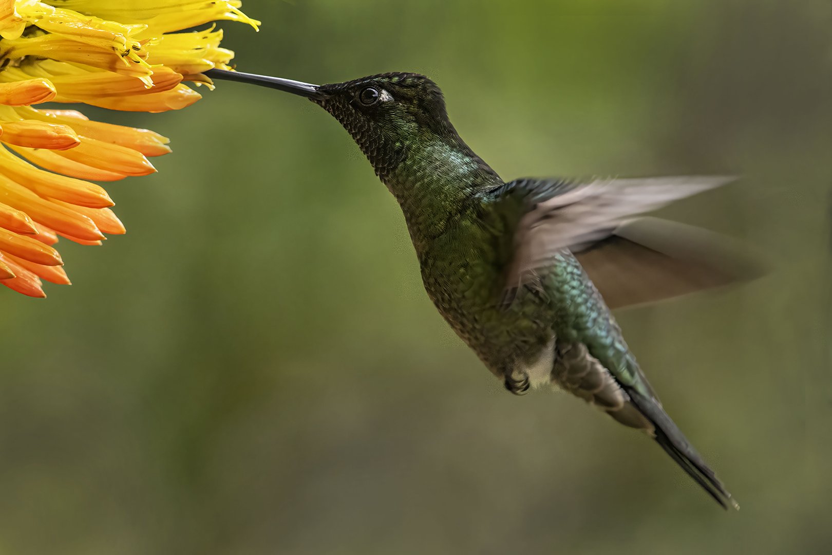 Colibri