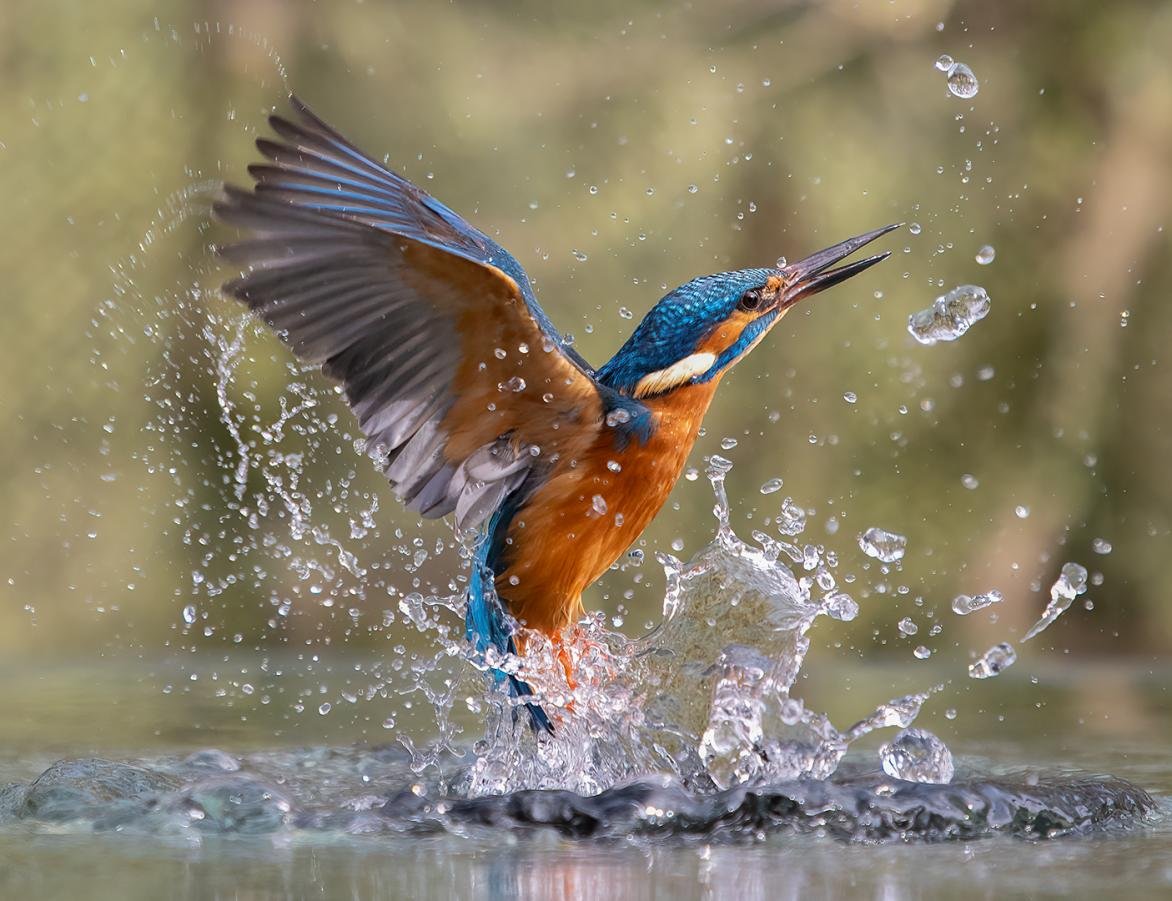 Birds