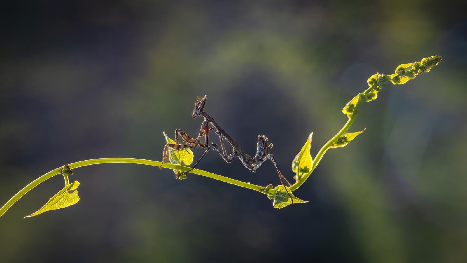 Insects