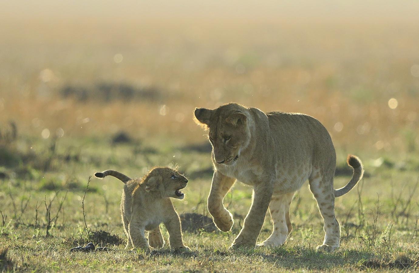 Wildlife
